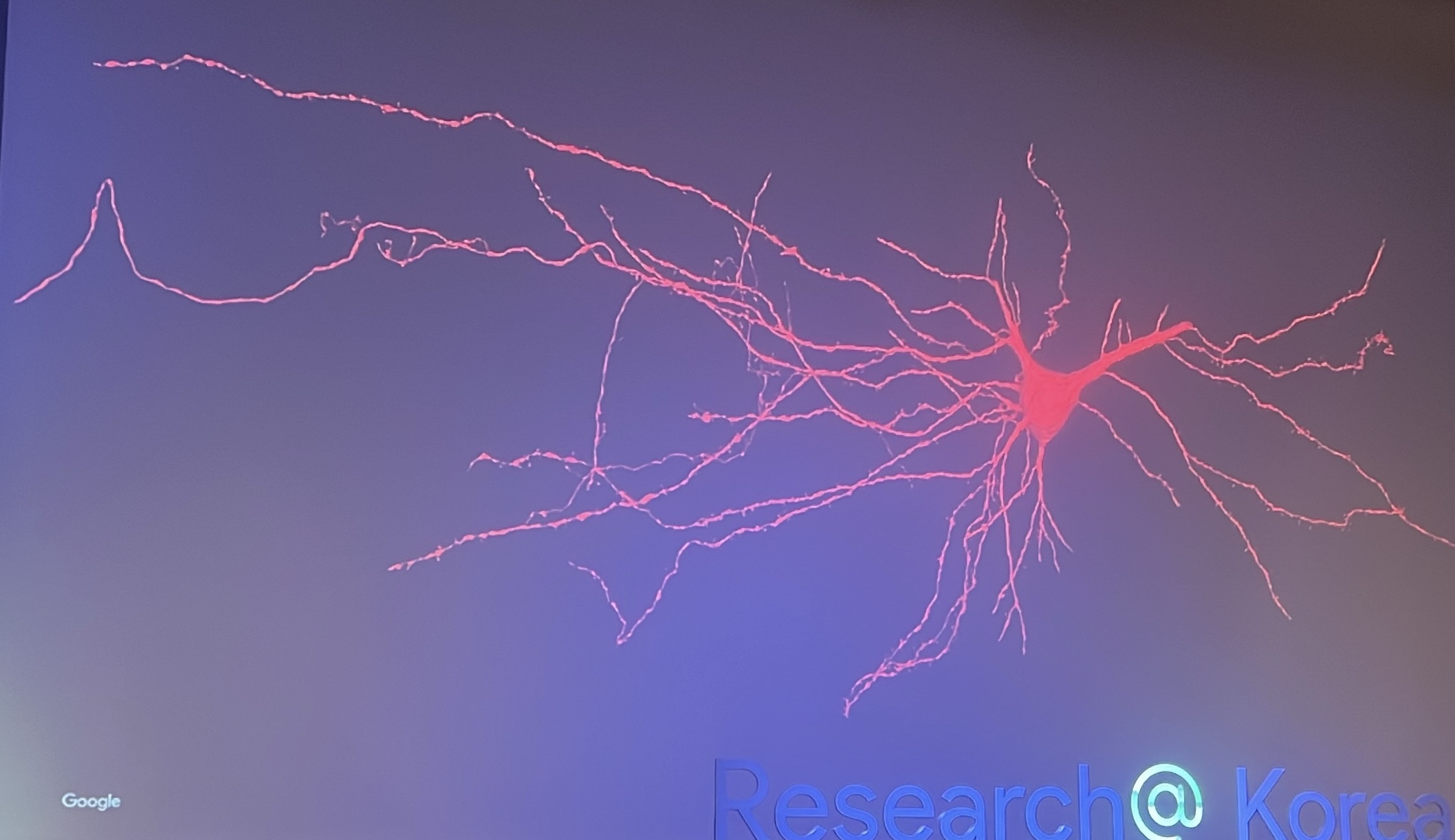 neurons
