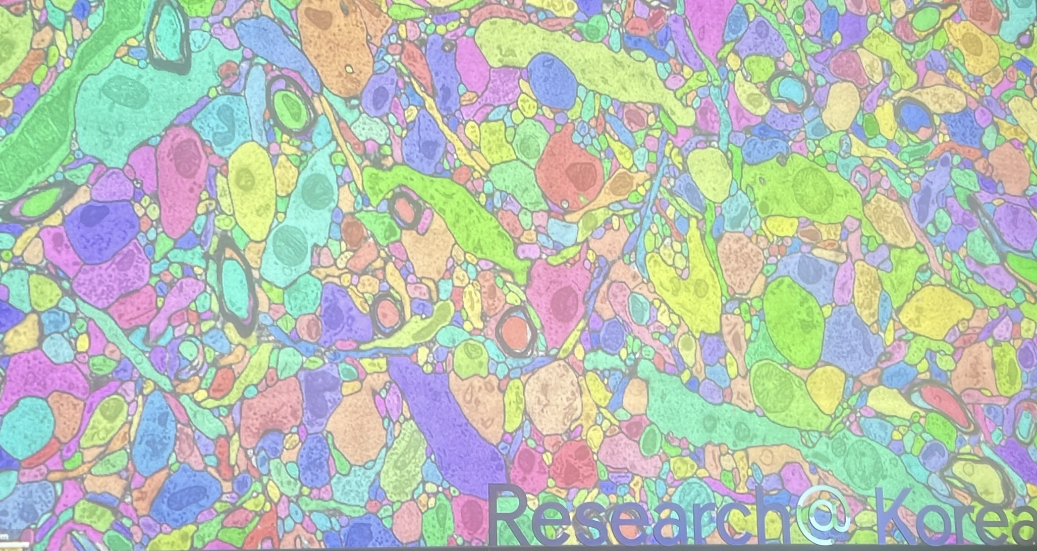 neurons_2